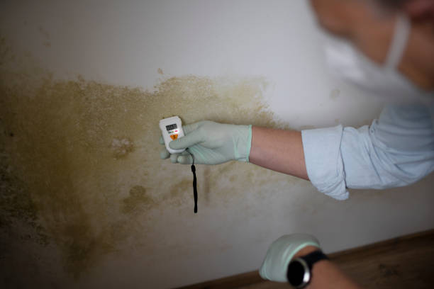 Trusted Fair Haven, NJ Mold Remediation Experts